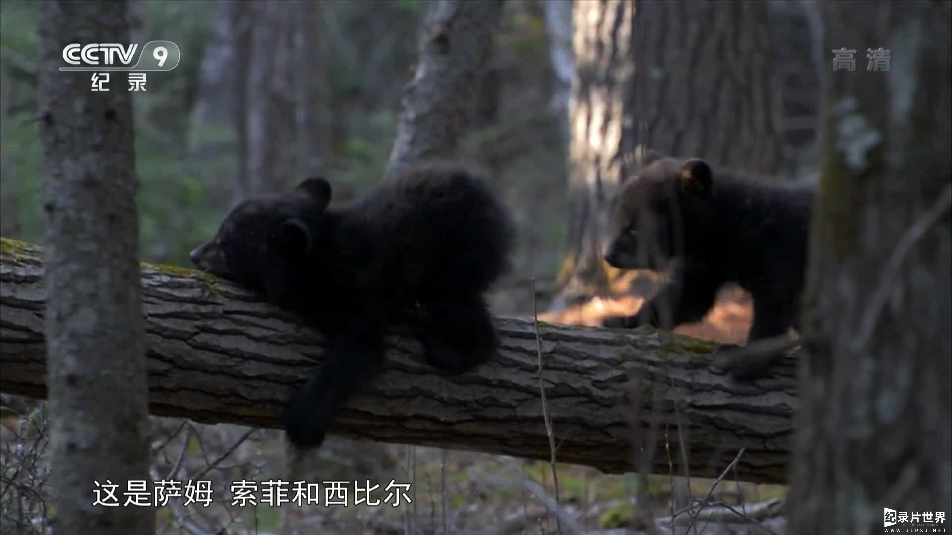 央视纪录片《寰宇视野 初生之犊 2017》全5集 