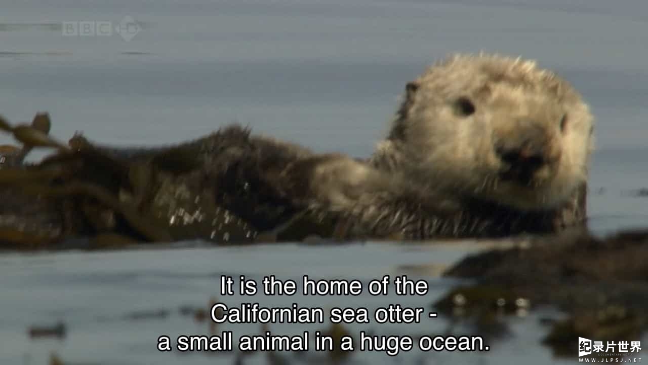 BBC纪录片《自然世界 海獭的百万宝宝/海獭千金 Sea Otters: A Million Dollar Baby》全1集