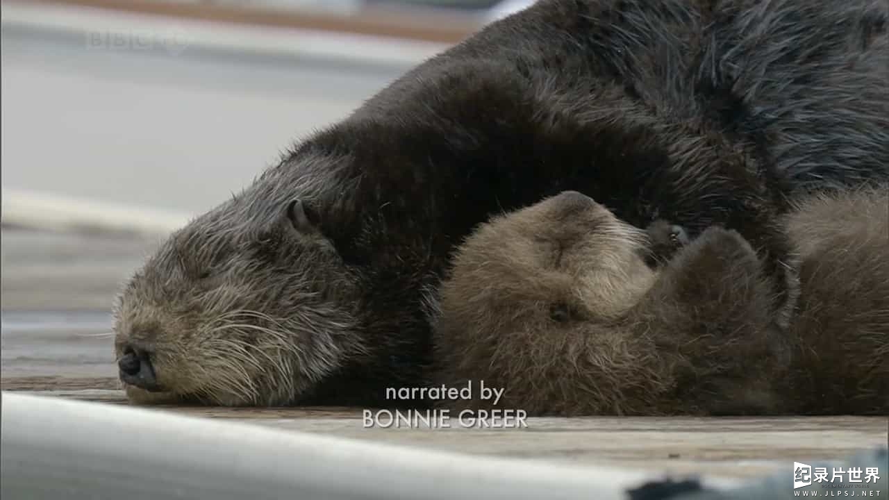BBC纪录片《自然世界 海獭的百万宝宝/海獭千金 Sea Otters: A Million Dollar Baby》全1集