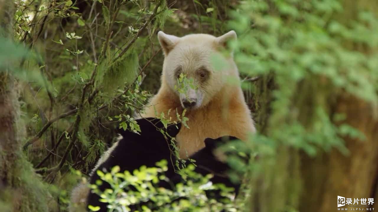 BBC纪录片《灵熊一家 Spirit Bear Family》全1集