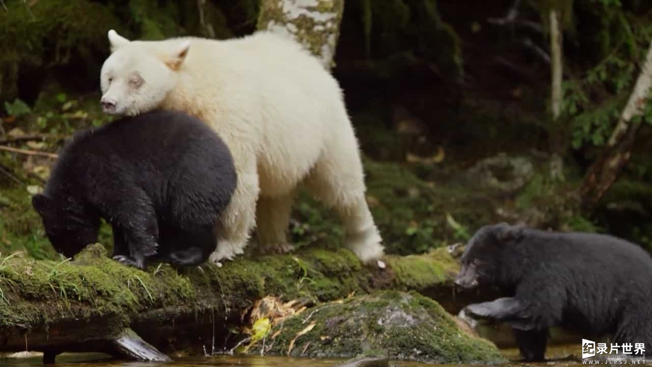 BBC纪录片《灵熊一家 Spirit Bear Family》全1集