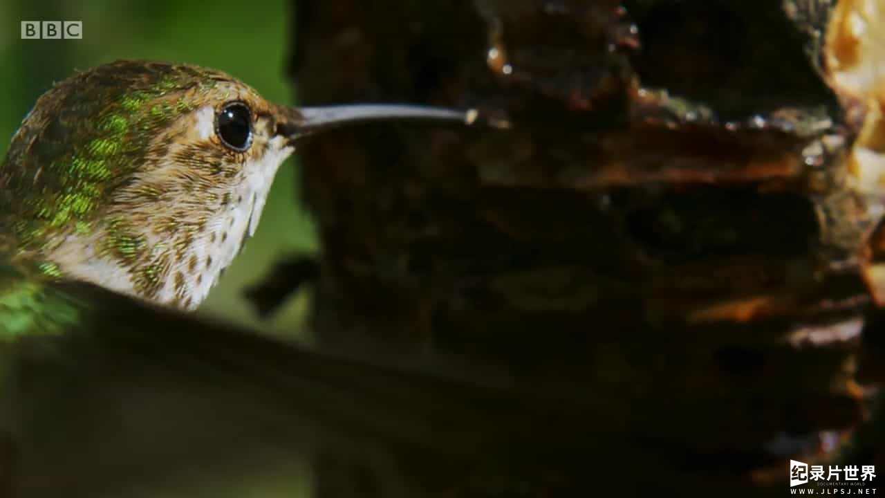 BBC纪录片《神奇小兽在哪里 Nature's Miniature Miracles 2017》全1集