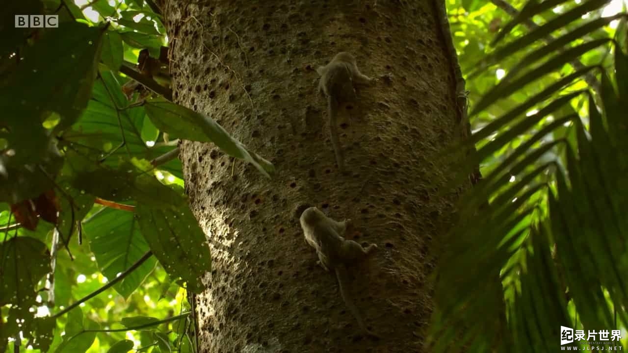 BBC纪录片《神奇小兽在哪里 Nature's Miniature Miracles 2017》全1集