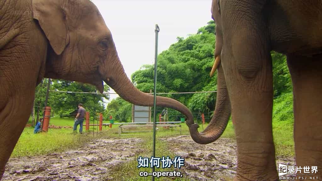 BBC纪录片《小动物大智慧 Super Smart Animals》全2集 