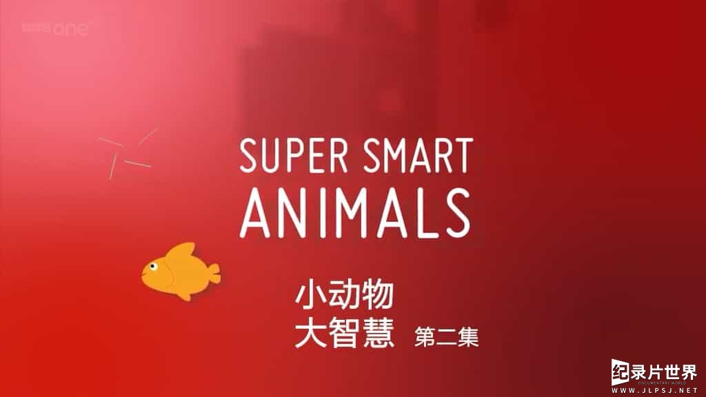 BBC纪录片《小动物大智慧 Super Smart Animals》全2集 