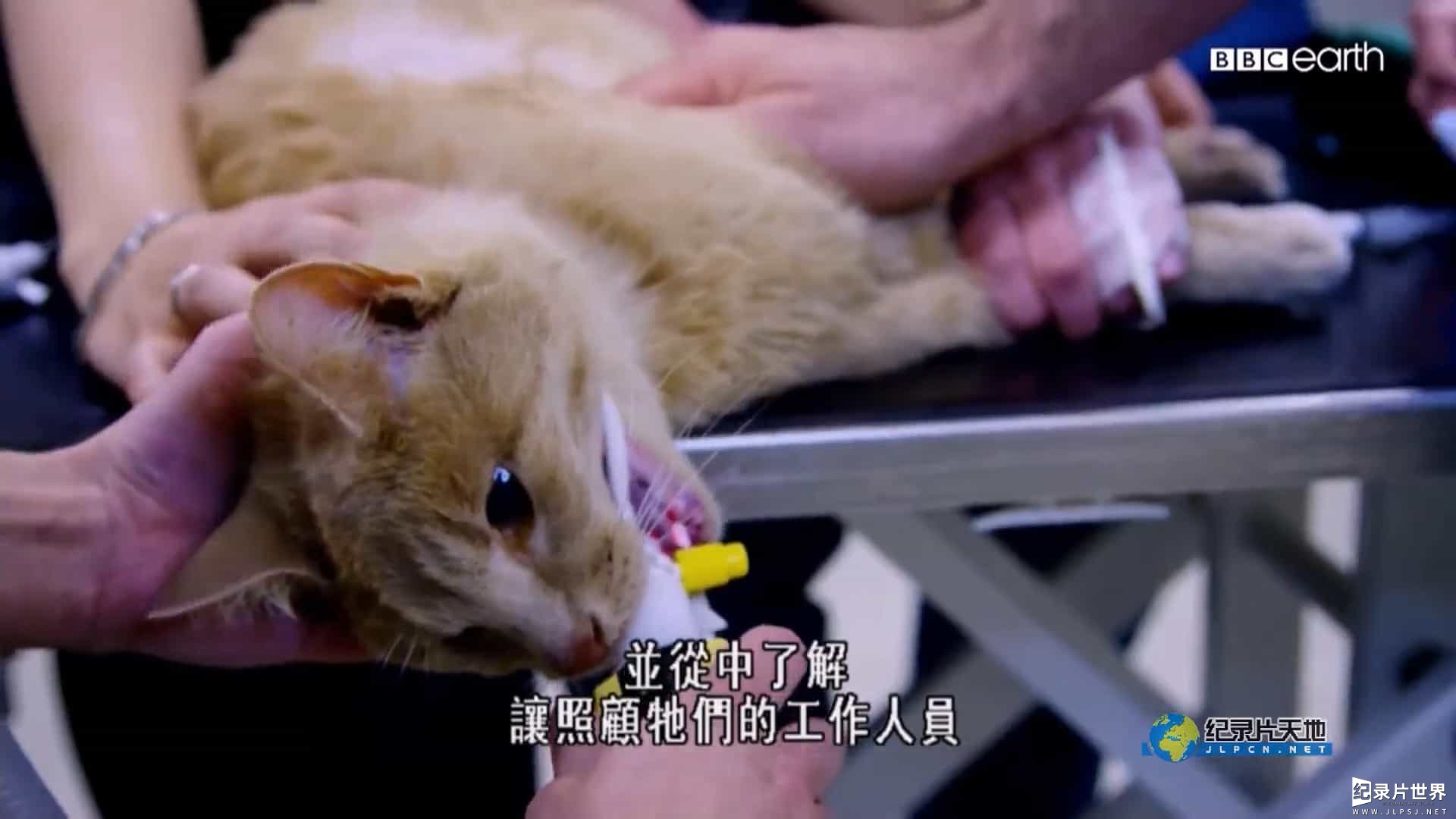 BBC纪录片《超级兽医 The Supervet》 第1季全3集