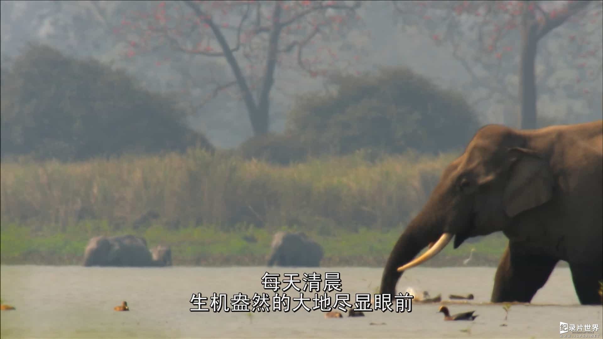 国家地理《野性印度的秘密 Secrets of Wild India》全3集