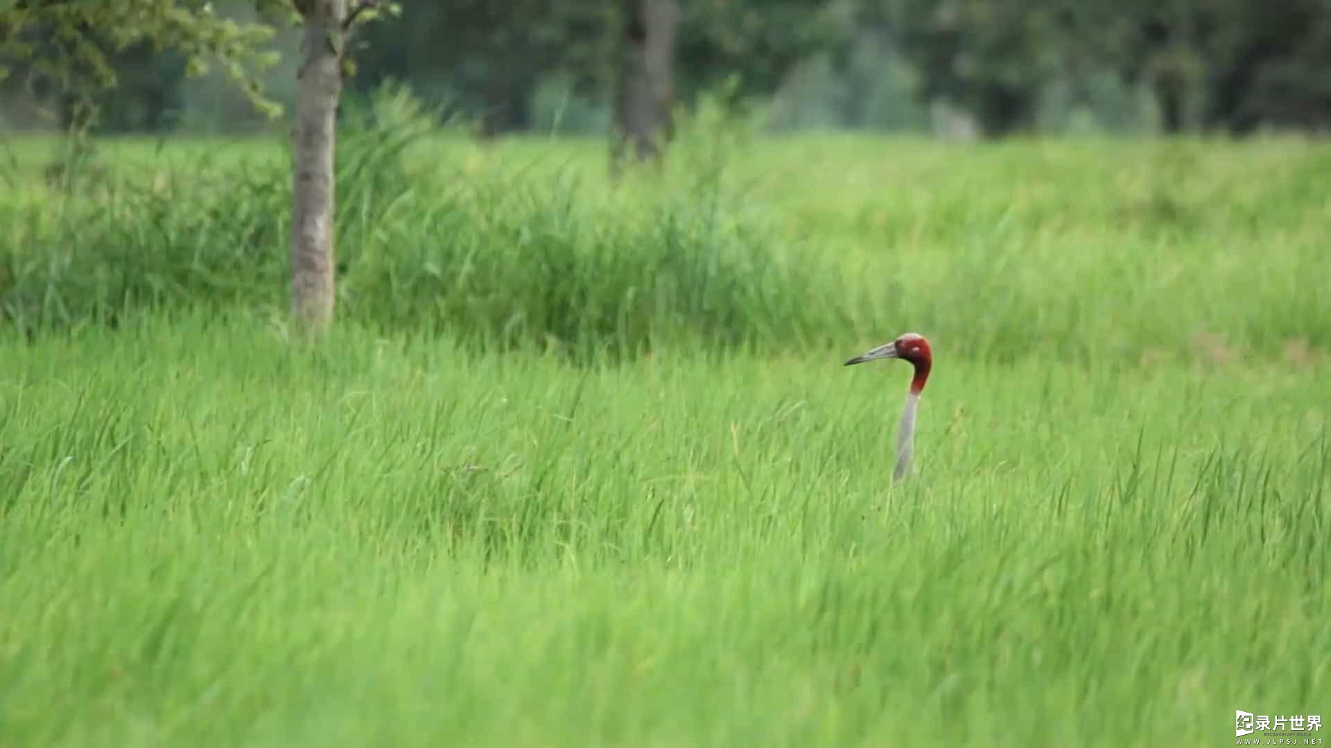 国家地理《野性泰国 Wild Thailand》全2集