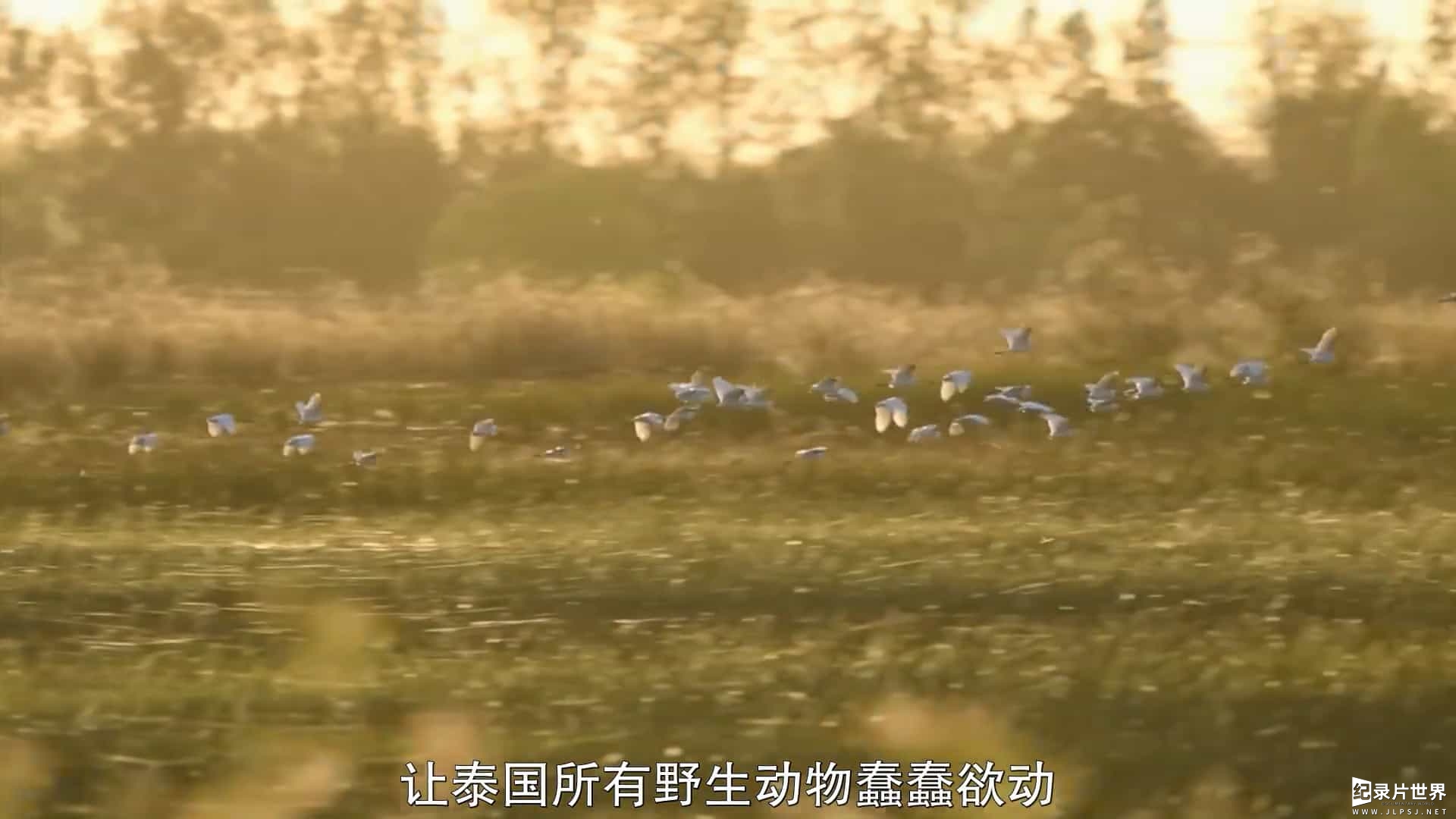 国家地理《野性泰国 Wild Thailand》全2集