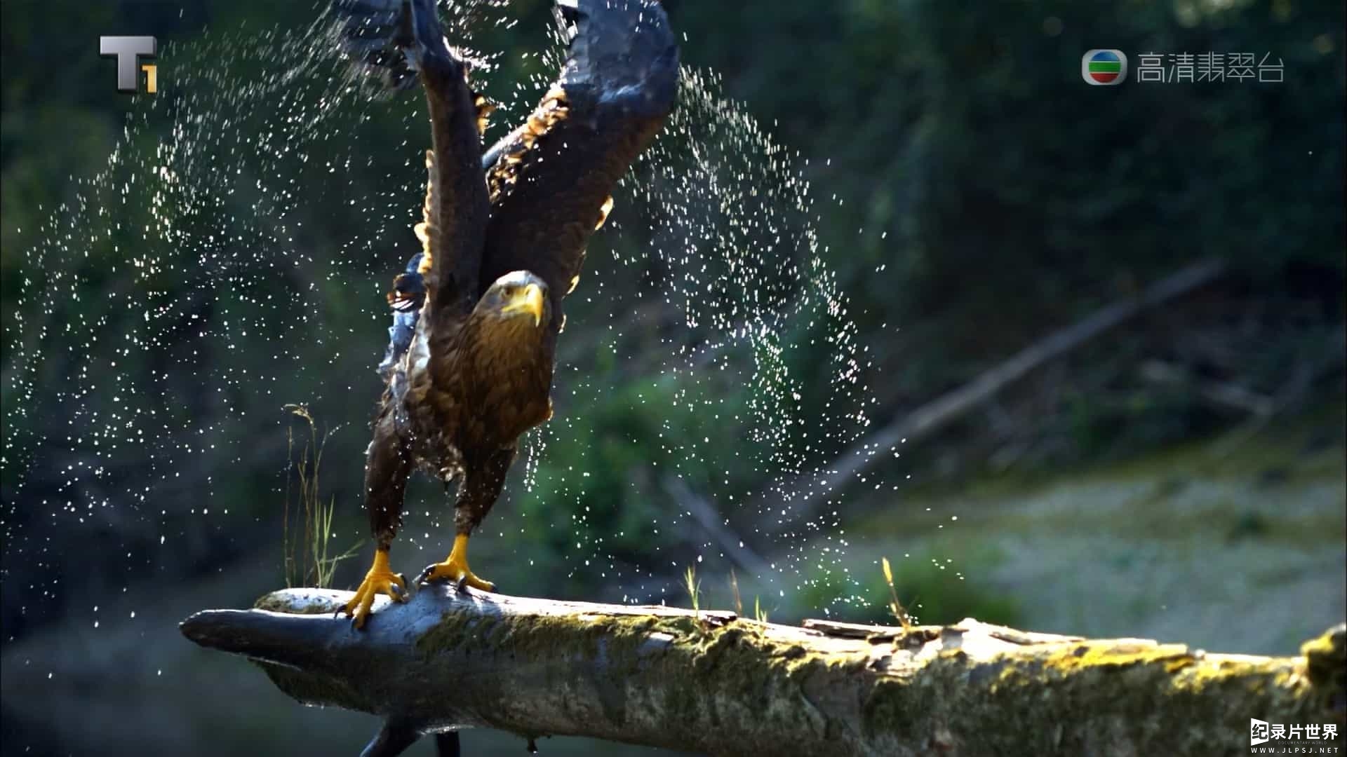 国家地理《多瑙河-欧洲的亚马孙/野性多瑙河 Danube: Europe’s Amazon》全2集 