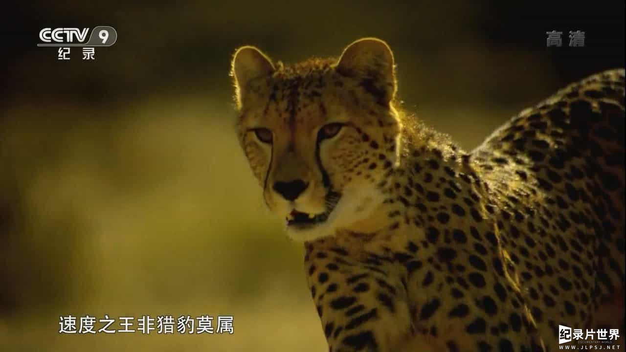 国家地理《极速猎杀/野生速杀令 Speed Kills》第1-3季