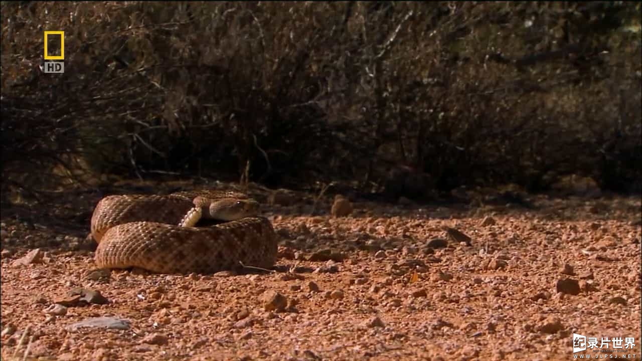 国家地理《世界致命动物全系列 Worlds Deadliest Animals》全8集 