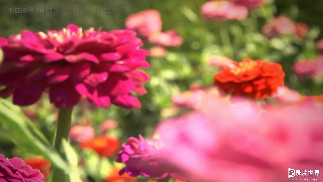 BBC纪录片《植物学:绽放的历史 Botany-A Blooming History》全3集 