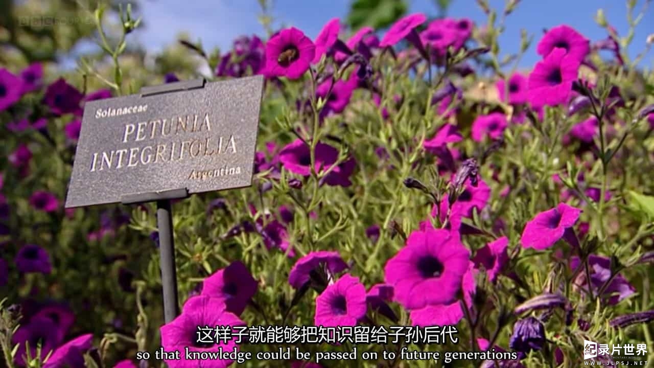 BBC纪录片《植物学:绽放的历史 Botany-A Blooming History》全3集 