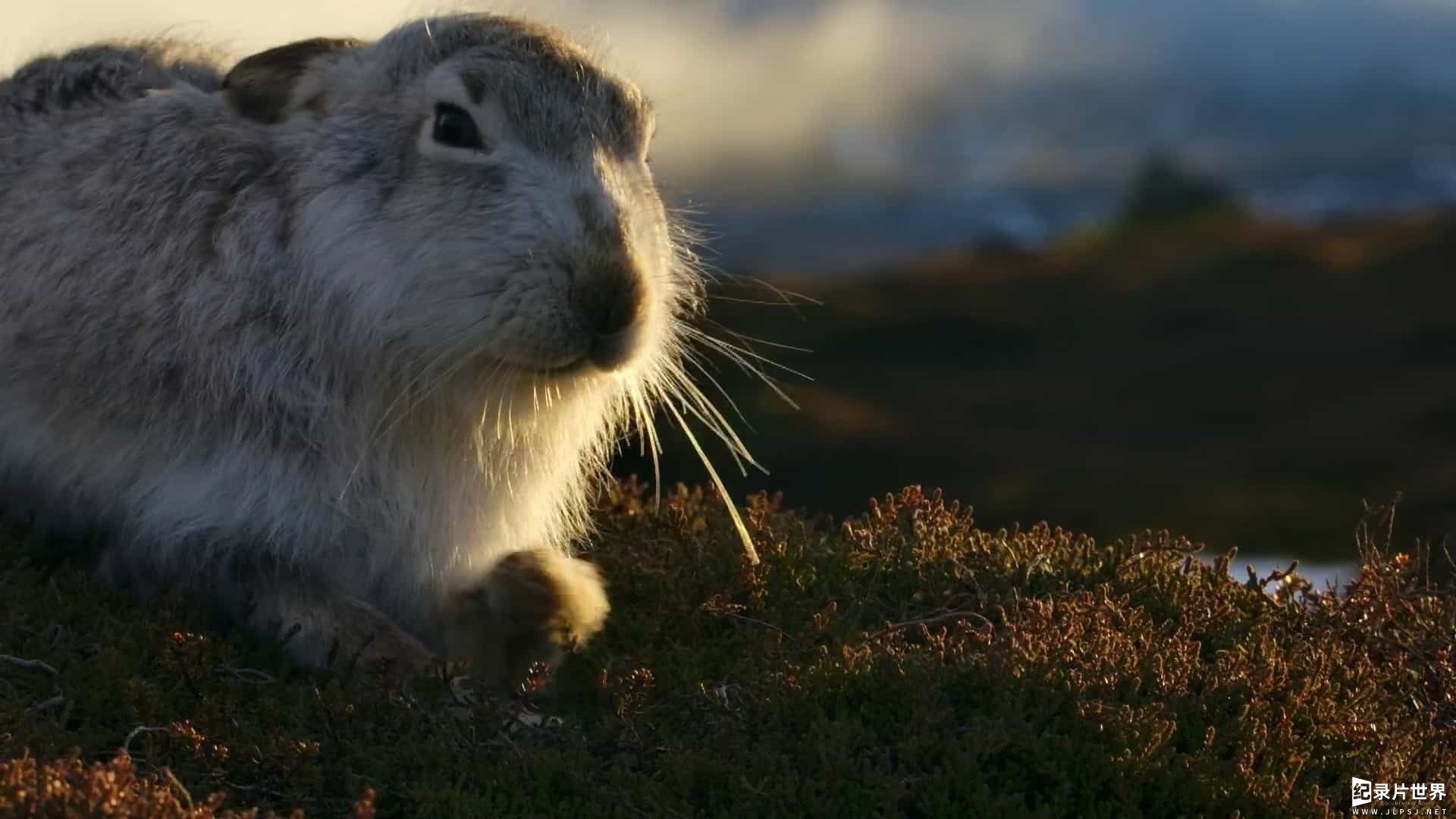 新西兰纪录片《苏格兰：狂野之年/苏格兰：狂野的一年/乡野四季 Scotland: A Wild Year 2022》第1季全4集