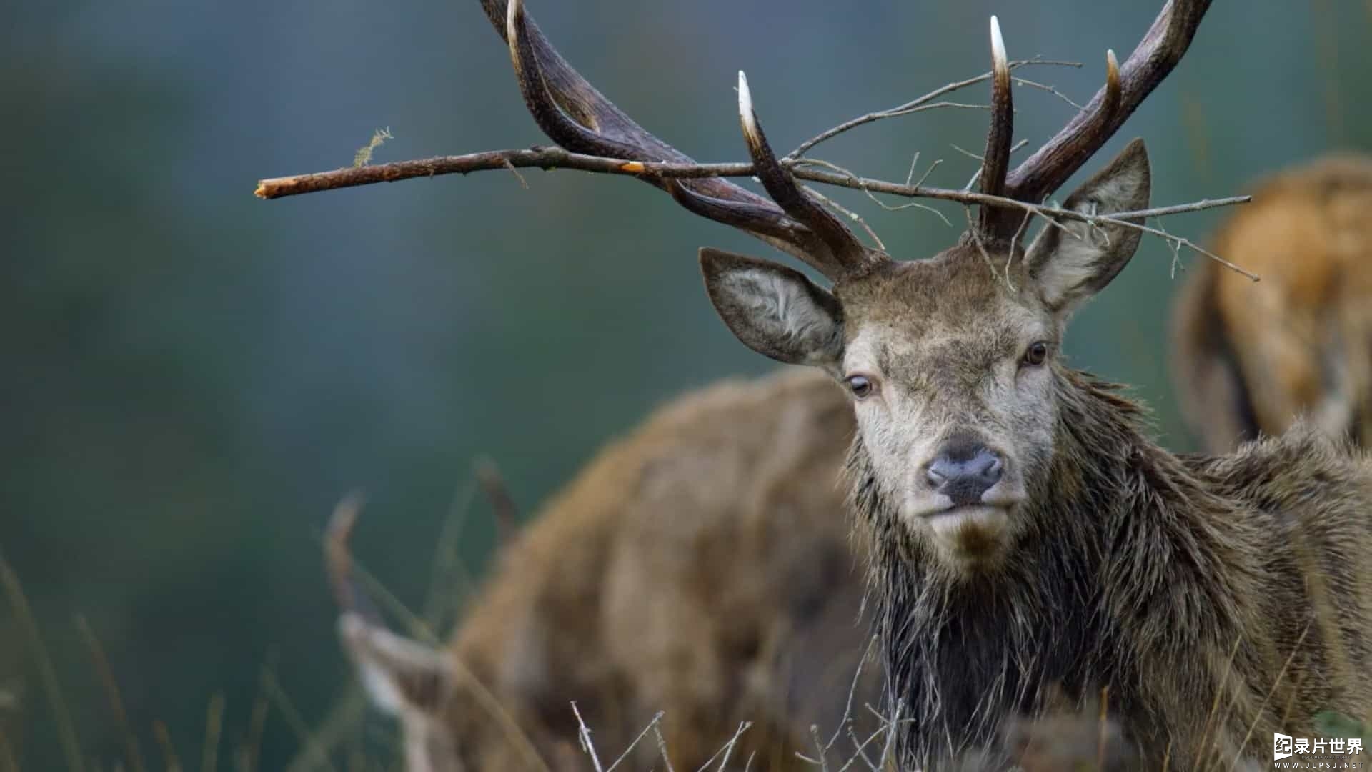 新西兰纪录片《苏格兰：狂野之年/苏格兰：狂野的一年/乡野四季 Scotland: A Wild Year 2022》第1季全4集