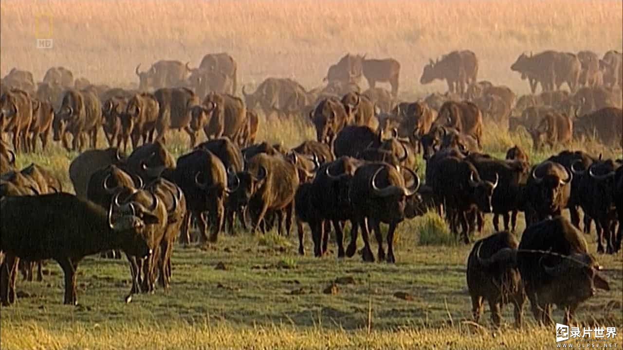 国家地理《条纹獴求生录 Bandits of selous》全1集