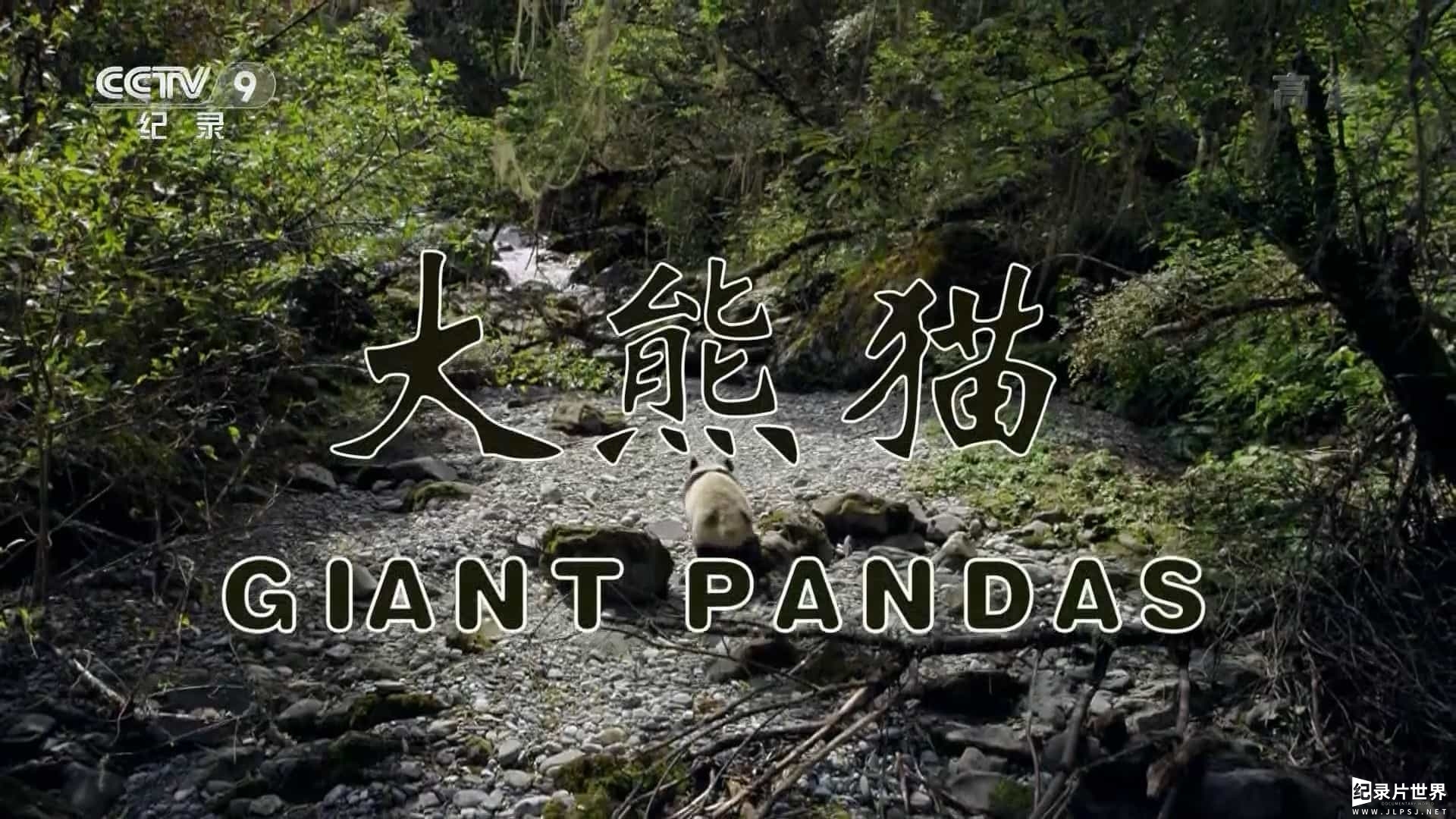 国家地理《大熊猫 Giant Panda》全1集