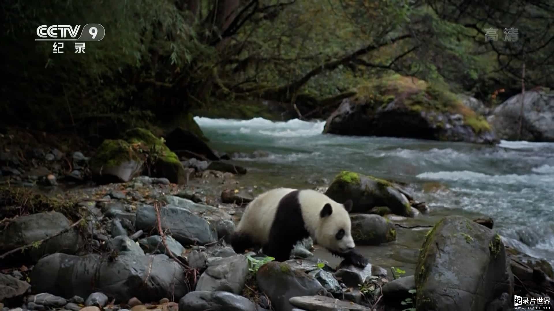 国家地理《大熊猫 Giant Panda》全1集