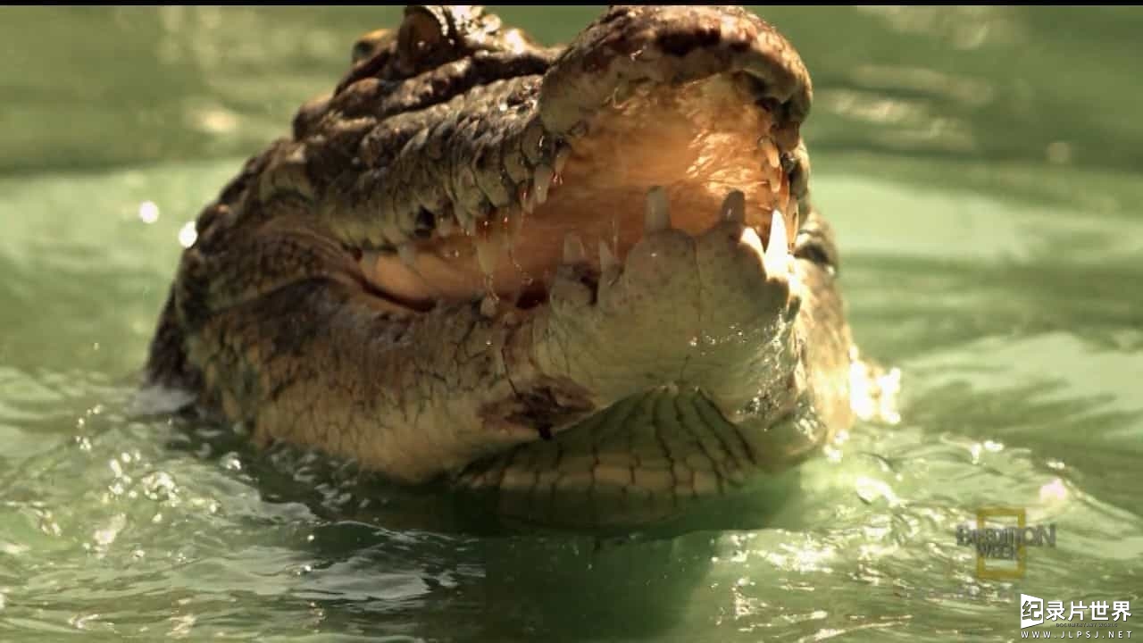 国家地理《史前鳄势力 Wild When Crocs Ate Dinosaurs》全1集