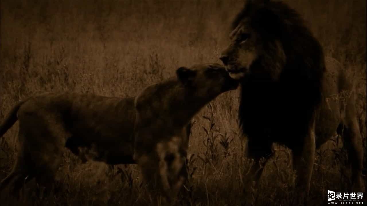 国家地理 《最后的狮子 The Last Lions》全1集