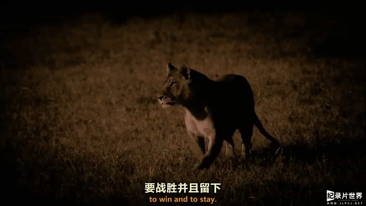 国家地理 《最后的狮子 The Last Lions》全1集