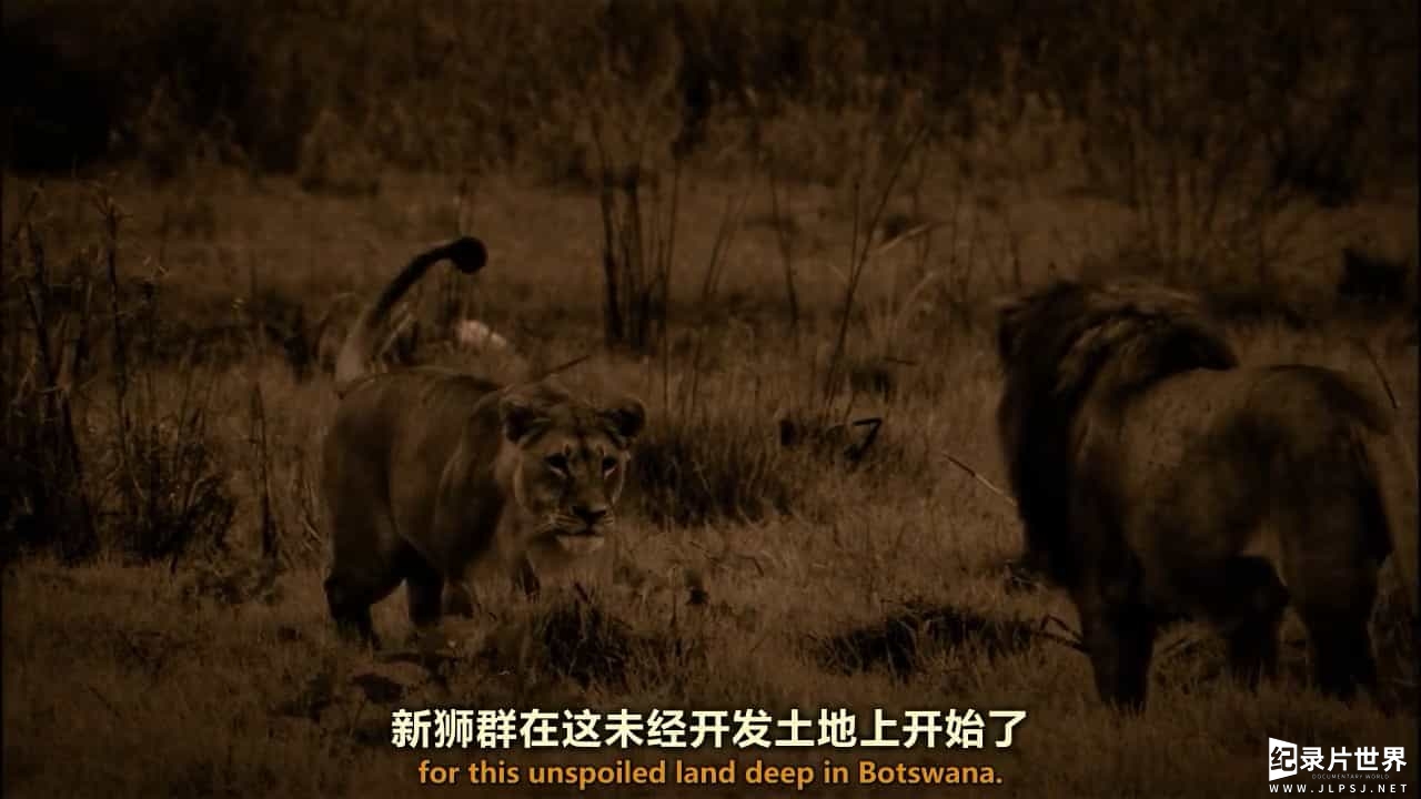 国家地理 《最后的狮子 The Last Lions》全1集