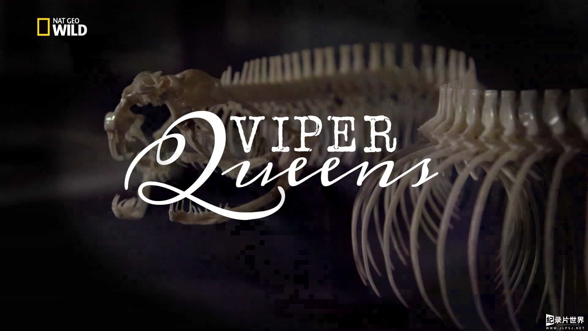 国家地理 《毒蛇女王 Viper Queens 2017》全1集