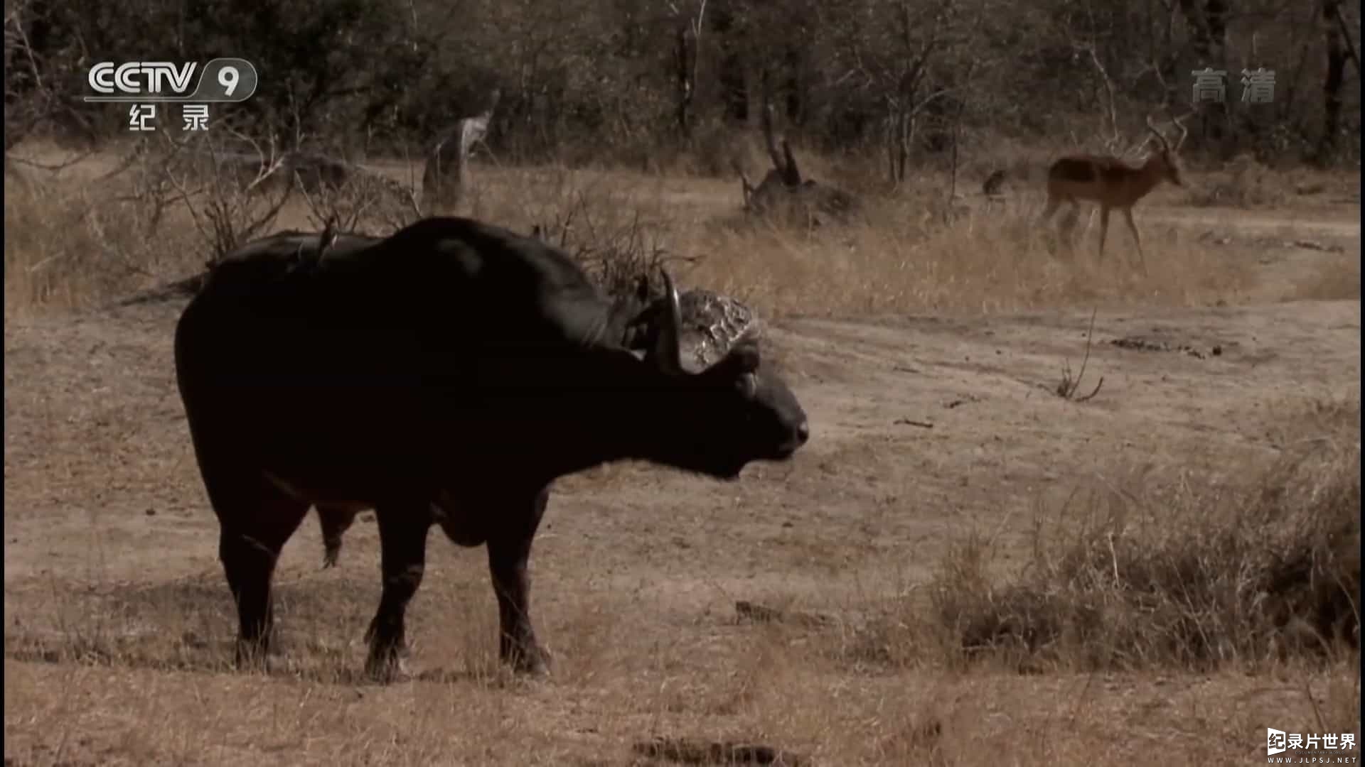 国家地理《野性大地 非洲 african wild》全8集