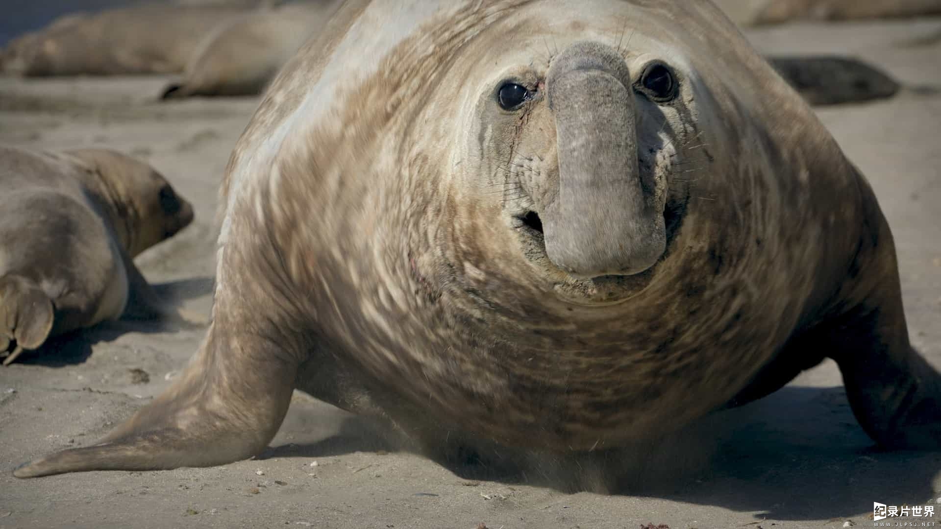 精选系列/CNN纪录片《巴塔哥尼亚：世界边缘的生活 Patagonia: Life on the Edge of the World 2022》全6集