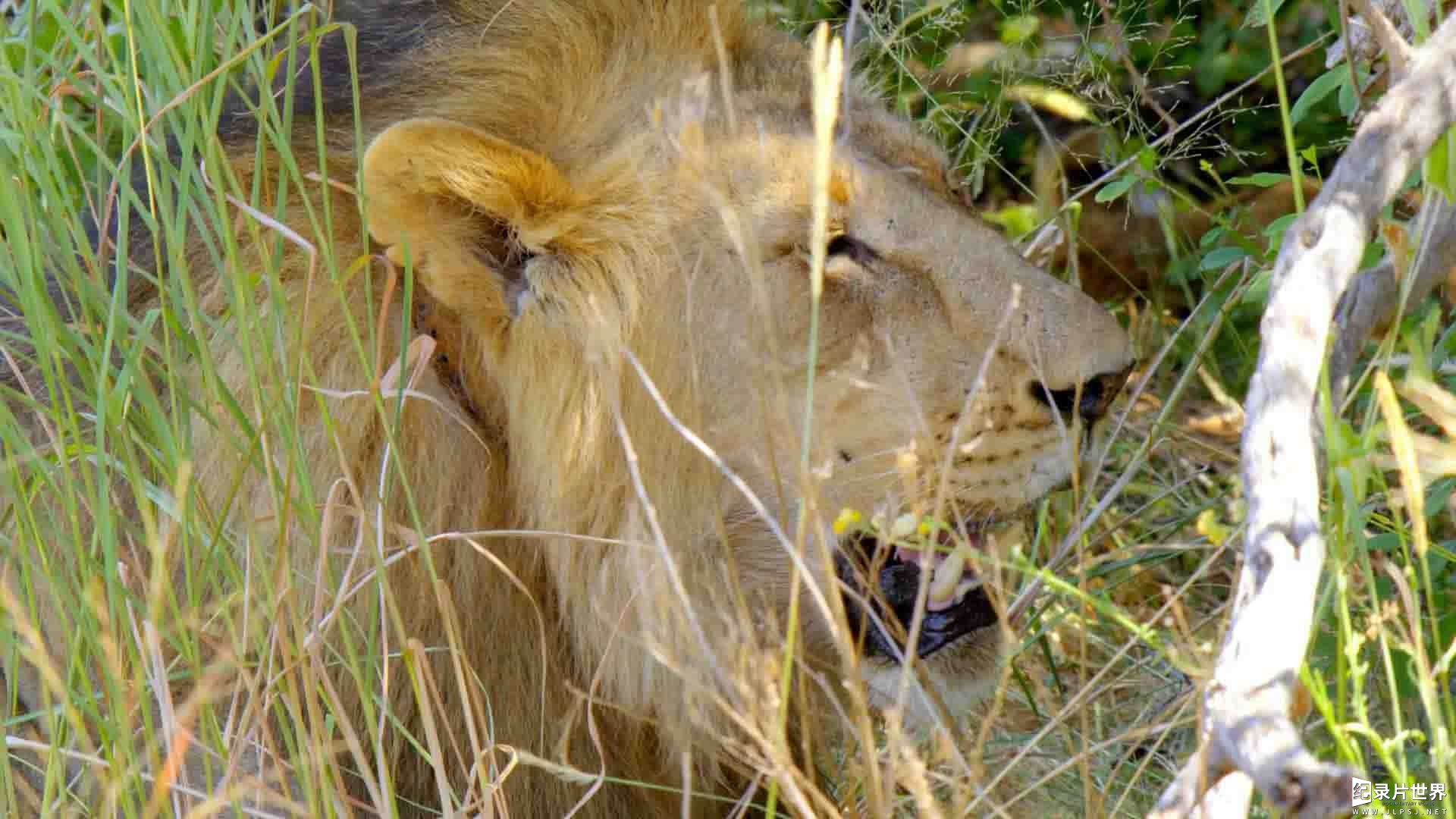 史密森频道《非洲狂野地平线 Africas Wild Horizons 2020》第1-2季全11集