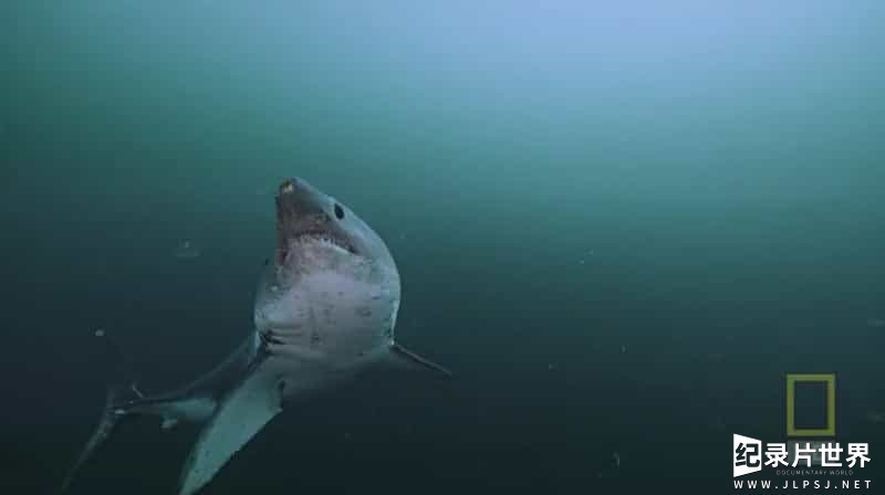 国家地理《阿拉斯加杀手鲨鱼/阿拉斯加食人鲨 Alaskan Killer Shark 2009》全1集