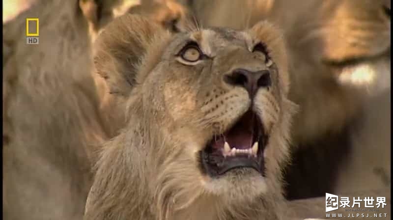 国家地理《不守规矩的狮子 Lions Behaving Badly 2008》全1集