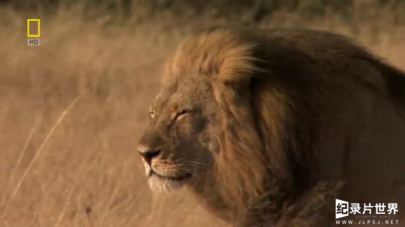 国家地理《不守规矩的狮子 Lions Behaving Badly 2008》全1集