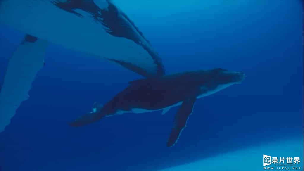 国家地理《动物星球系列：鲸奇之旅 Ocean Voyagers 2007》全1集 