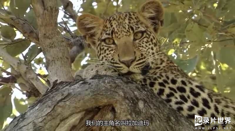 国家地理《花豹之眼/豹的眼睛 Eye of the Leopard 2009》全1集