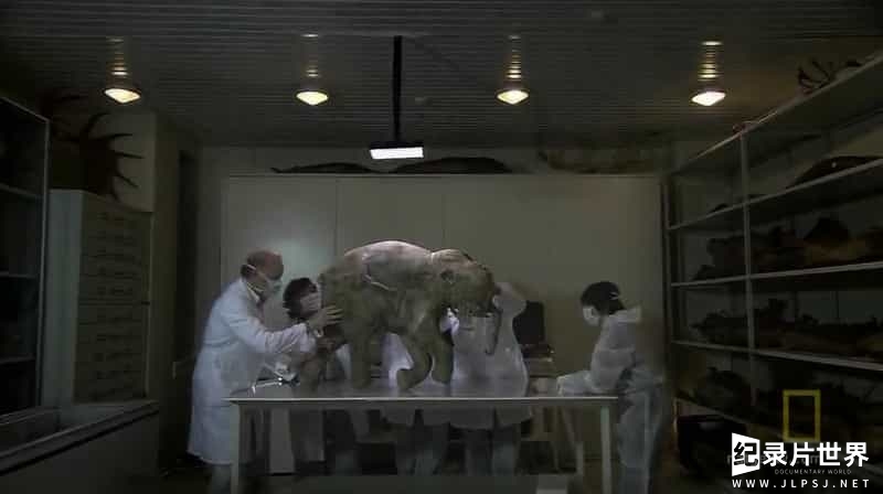 国家地理《唤醒沉睡的婴儿猛犸/娃娃长毛象/喚醒沉睡的嬰兒猛獁 Waking The Baby Mammoth 2010》全1集
