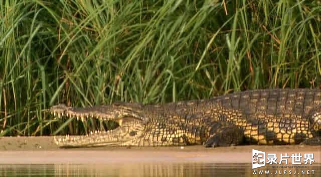 国家地理《荒漠长河/洪水泛滥的沙漠 Wild Kalahari The Flooded Desert 2009》全1集