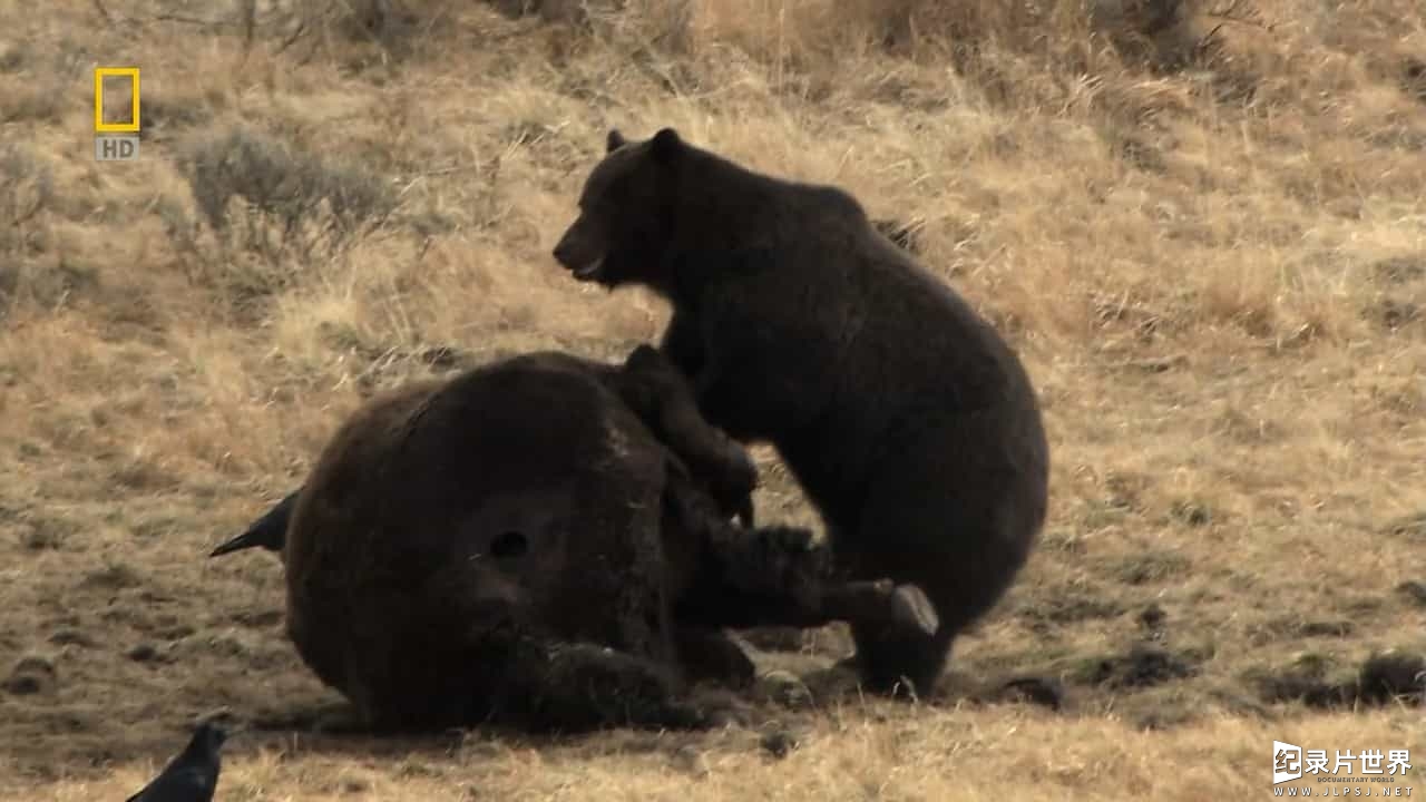 国家地理《灰熊与狼的战争 Grizzly Cauldron 2009》全1集