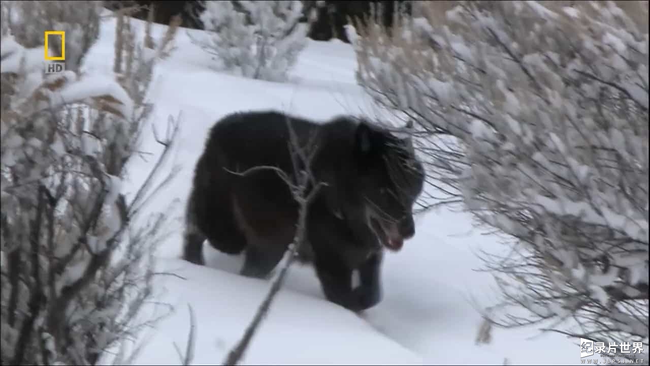 国家地理《狼之谷/群恶狼谷/群狼谷 Valley of The Wolves 2010》全1集 