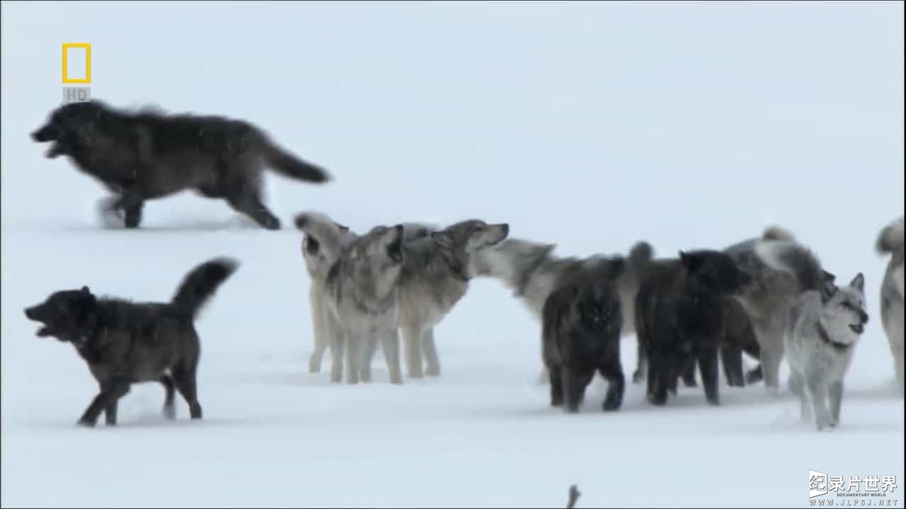 国家地理《狼之谷/群恶狼谷/群狼谷 Valley of The Wolves 2010》全1集 