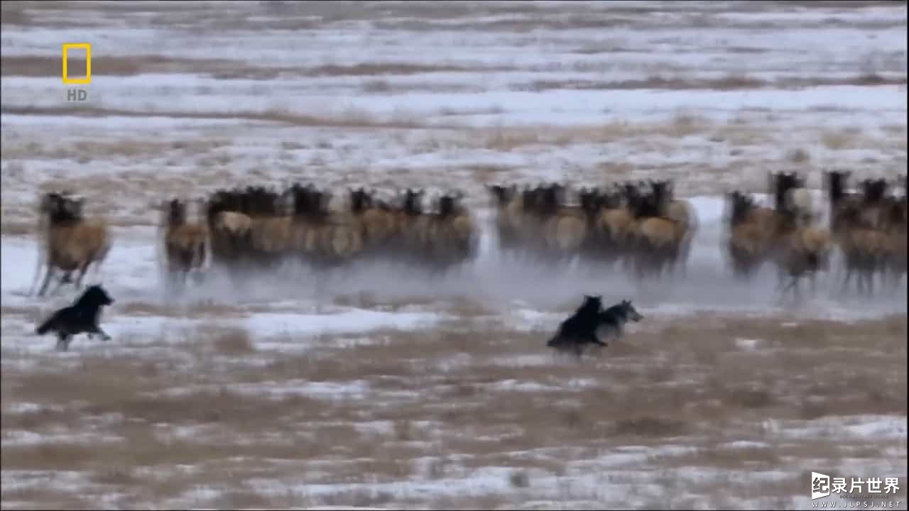 国家地理《狼之谷/群恶狼谷/群狼谷 Valley of The Wolves 2010》全1集 