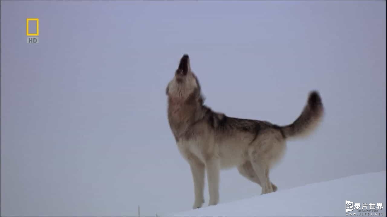 国家地理《狼之谷/群恶狼谷/群狼谷 Valley of The Wolves 2010》全1集 