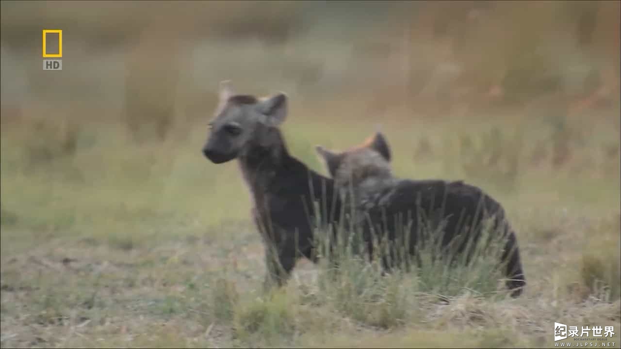 国家地理《鬣狗争霸战 Hyena Bonecrusher Queen 2008》全1集