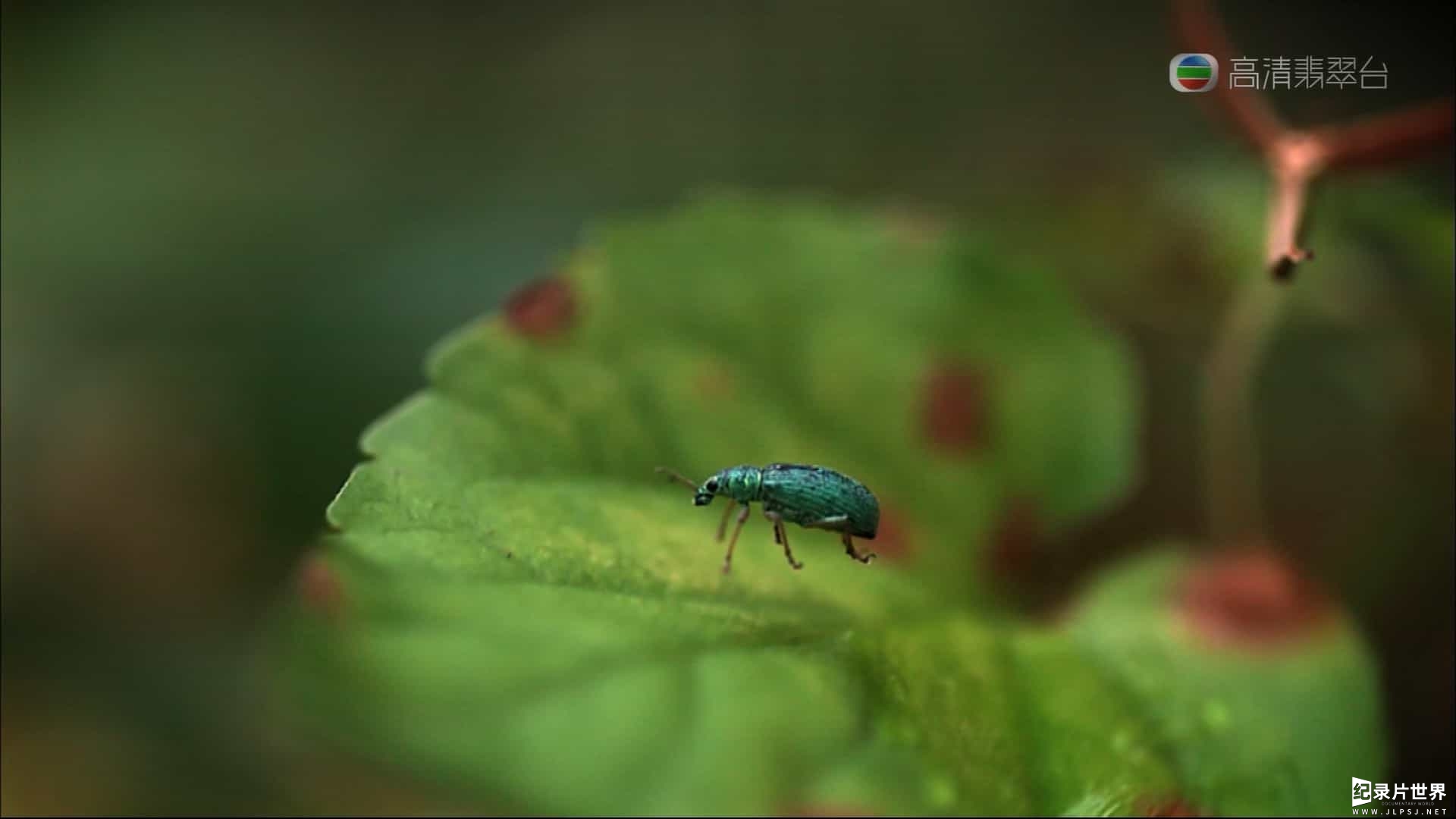 国家地理《森之秘境 Kingdom Of The Forest 2012》全1集