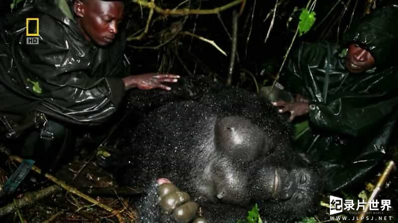 国家地理《大猩猩谋杀案 Gorilla Murders 2009》全1集