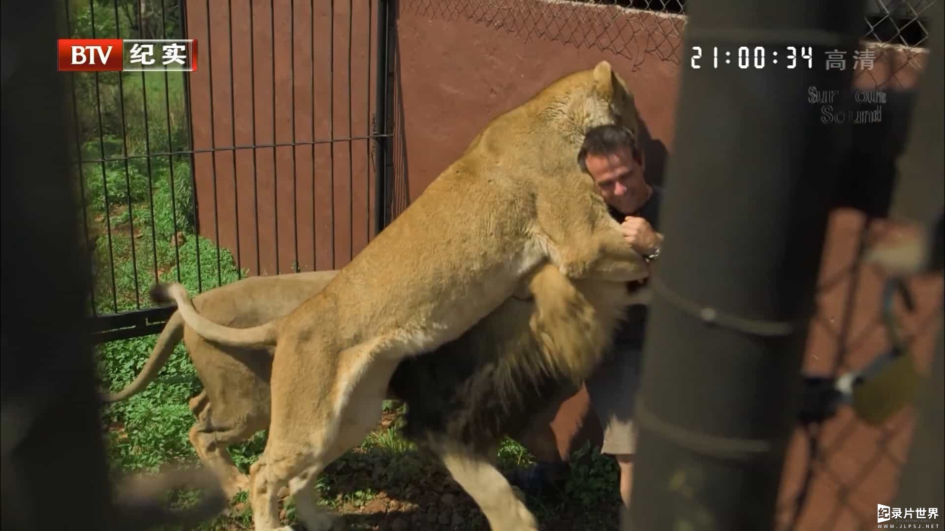 国家地理《狮语者 Wild The Lion Whisperer 2008》全1集 