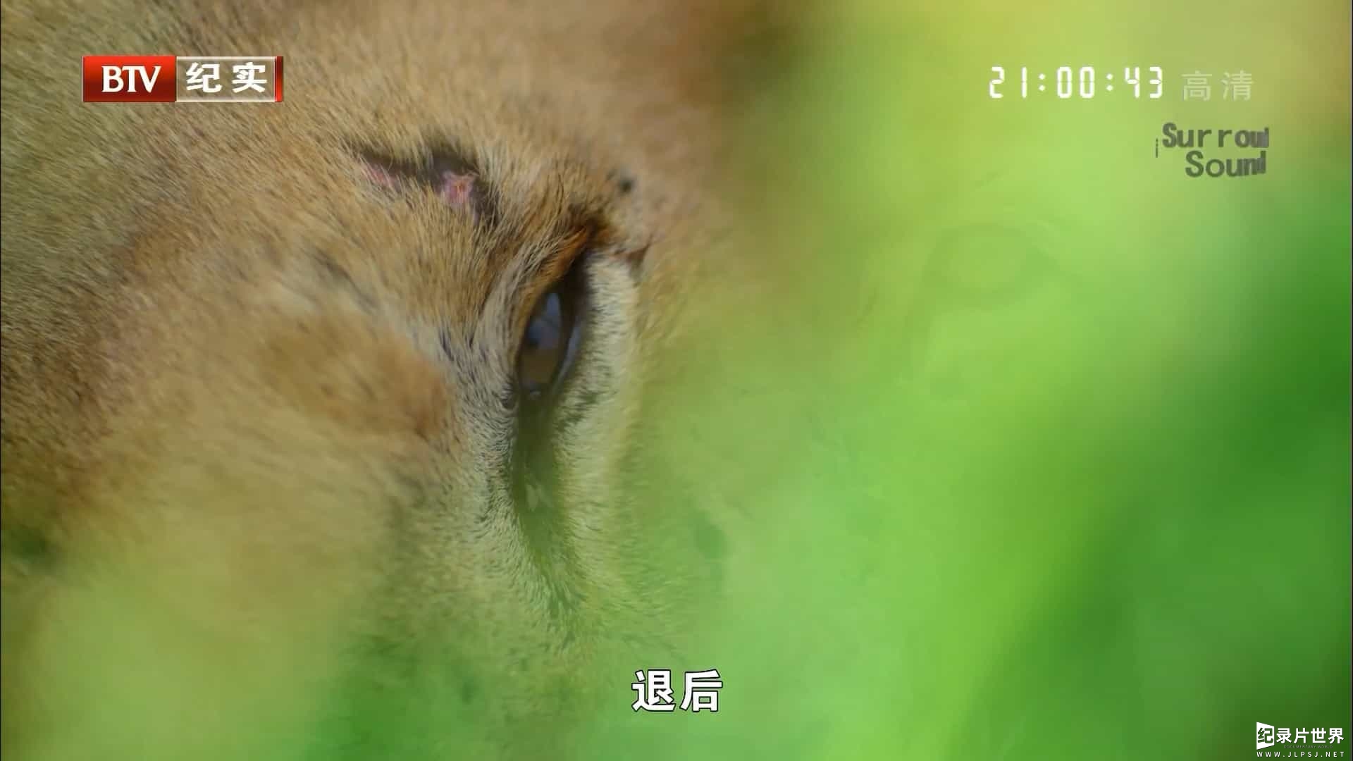 国家地理《狮语者 Wild The Lion Whisperer 2008》全1集 