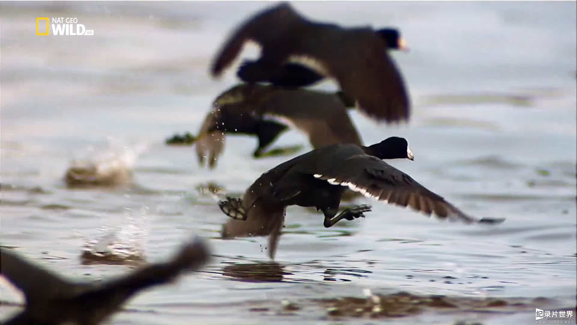 国家地理《鸟的国度 Bird Nation 2018》全1集 