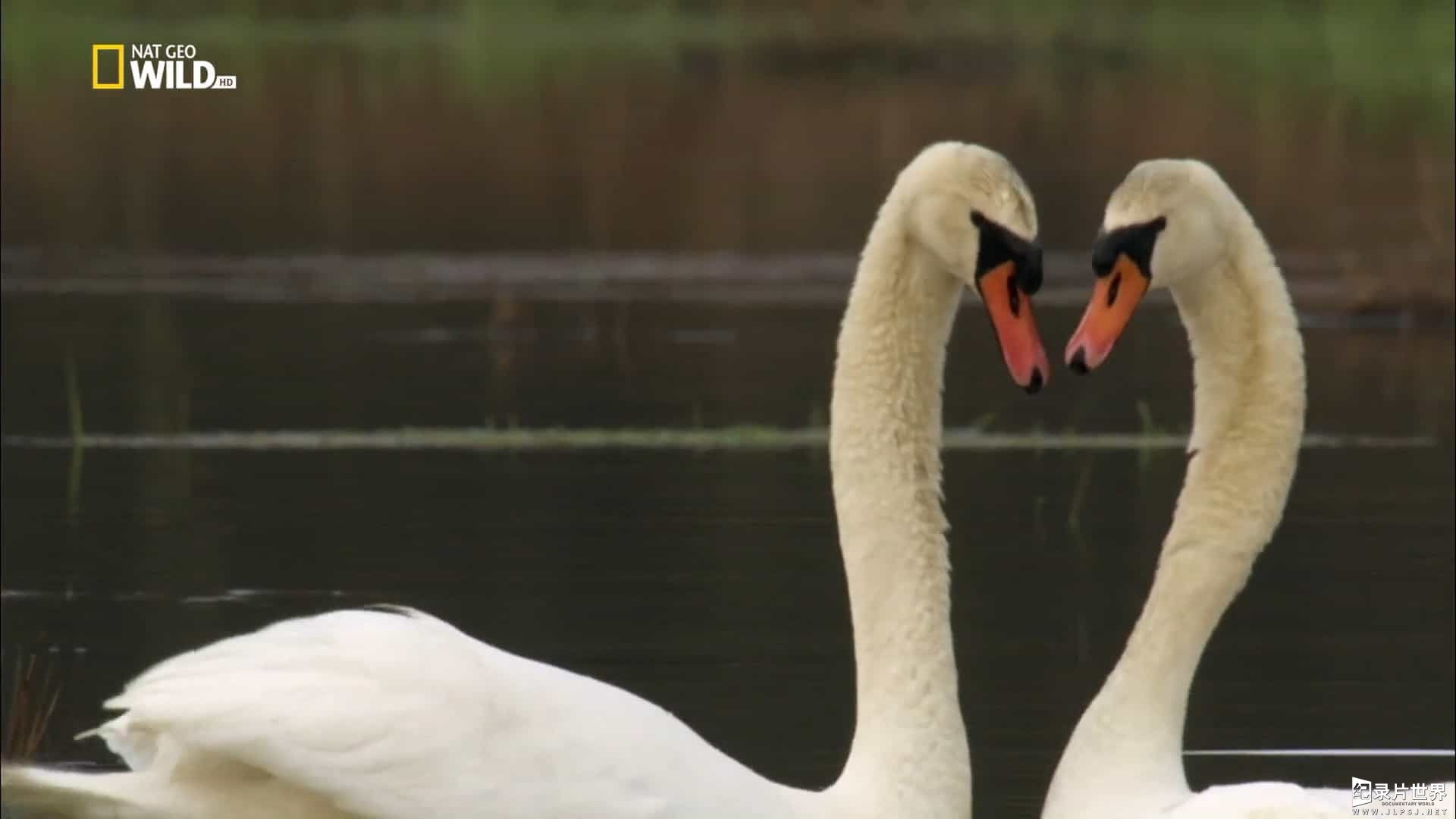 国家地理《鸟的国度 Bird Nation 2018》全1集 